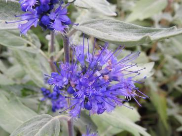 Bartblume Sterling Silver - Caryopteris clandonensis Sterling Silver