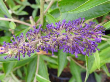 Sommerflieder Adonis Blue - Buddleja Adonis Blue