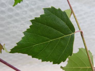 Betula pendula Tristis - Hänge-Birke