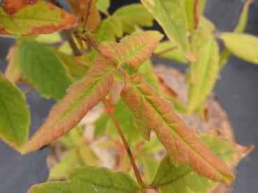 Acer maximowiczianum - Nikko-Ahorn