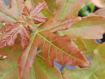 Feldahorn William Caldwell - Acer campestre William Caldwell