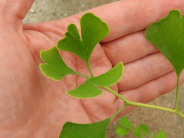 Triebspitze von Ginkgo biloba Fastigiata Blagon