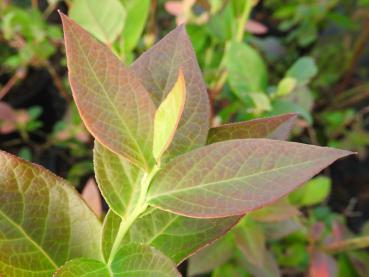 Vaccinium corymbosum Elliot - Kulturheidelbeere Elliot