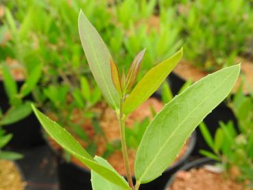 Schmalblättrige Steinlinde - Phillyrea angustifolia