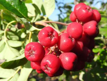 Straucheberesche Saule - süße rote Früchte