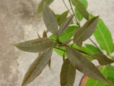 Bambusblättrige Eiche, Chinesische Myrteneiche - Quercus myrsinifolia