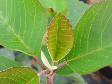 Amelanchier alnifolia Smoky - Saskatoon-Beere Smoky