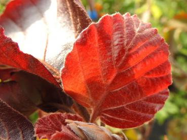 Fagus sylvatica Atropunicea