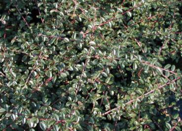 Cotoneaster dammeri Skogholm - Krypoxbär Skogsholm