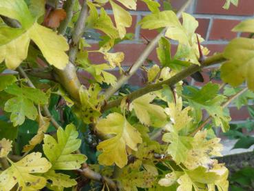 Crataegus monogyna Xanthoclada - Weißdorn Xanthoclada