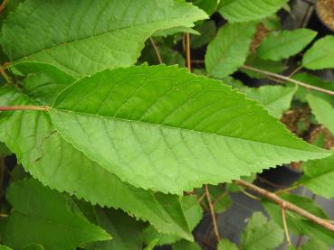 Prunus avium Plena - Vogelkirsche Plena