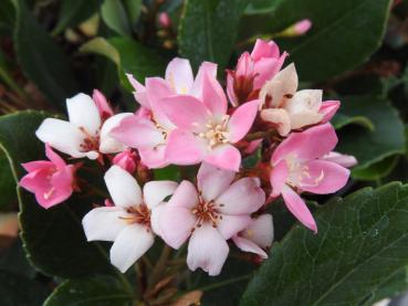 Weißdolde Springtime - Rhaphiolepis umbellata Springtime