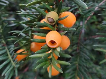 Taxus baccata Fructo-Lutea - Eibe Fructo-Lutea