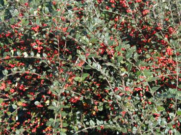 Cotoneaster dielsianus