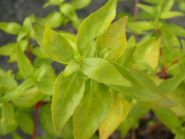 Abelie Blattgold - Abelia Blattgold