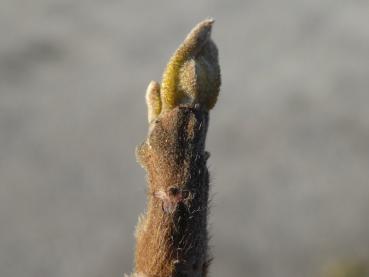 Carya tomentosa - Spottnuss-Hickory