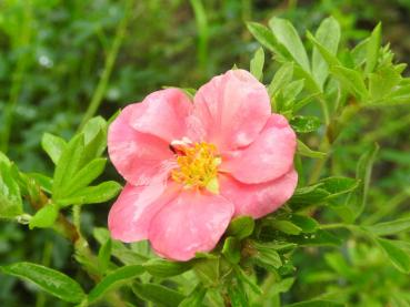 Potentilla fruticosa Pink Paradise - Fingerstrauch Pink Paradise