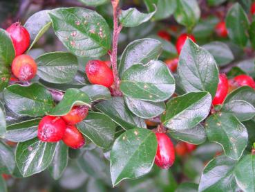 Cotoneaster divaricatus - Sparrige Strauchmispel