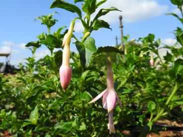 Strauchfuchsie White Knights Pearl - Fuchsia magellanica White Knights Pearl