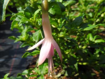 Fuchsia magellanica White Knights Pearl