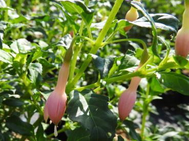 Fuchsia magellanica White Knights Pearl