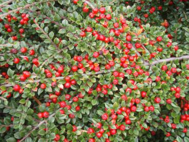 Lingonoxbär - Cotoneaster horizontalis