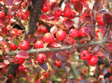 Die roten Beeren von Cotoneaster horizontalis