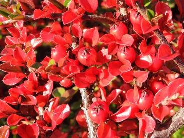 Cotoneaster horizontalis - rote Beeren und Herbstlaub
