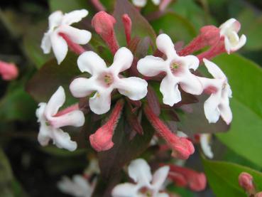 Abelia mosanensis Monia - Koreanische Abelie