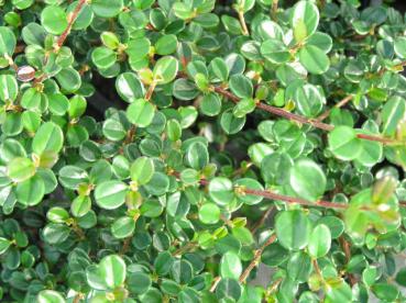 Cotoneaster microphyllus Cochleatus