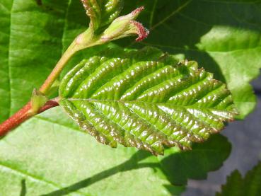 Alnus rubra - Oregon-Erle