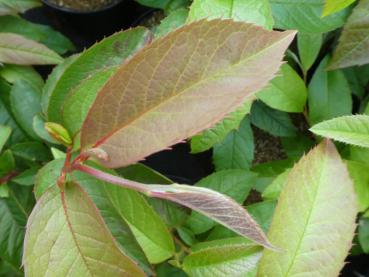 Stewartia rostrata - Scheinkamelie, Aufrechte Scheinkamelie