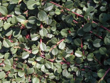 Cotoneaster microphyllus Queen of Carpet