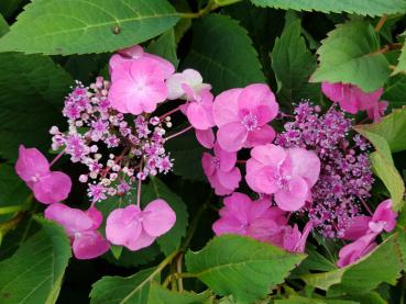 Tellerhortensie Cotton Candy - Hydrangea serrata Cotton Candy