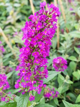 Buddleja Red Chip - Sommerflieder Red Chip