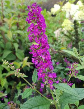 Sommerflieder Red Chip, Buddleja Red Chip