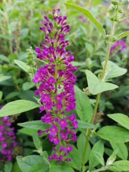 Sommerflieder Red Chip, Buddleja Red Chip