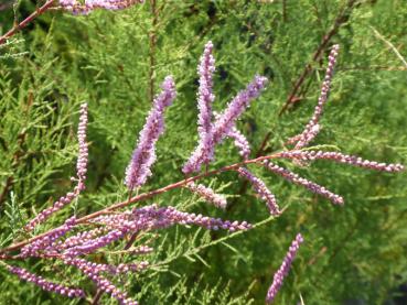 Heidetamariske - Tamarix pentandra