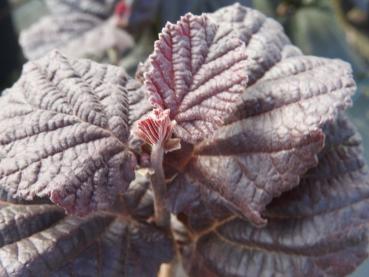 Corylus Anny´s Purple Dream - Bluthasel Anny´s Purple Dream