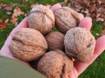 Juglans regia Alsószentiváni 117 - Walnuss Alsószentiváni 117