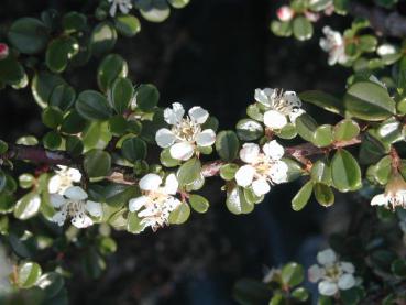 Cotoneaster microphyllus Streibs Findling - weiße Blüten