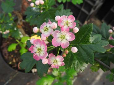 Crataegus monogyna Rosea - Weißdorn Rosea