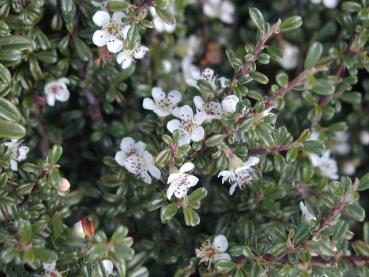 Cotoneaster microphyllus thymifolius - Zwergmispel