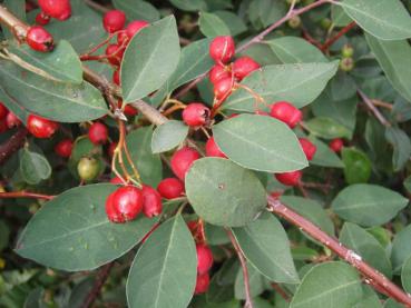 Cotoneaster multiflorus - Blütenmispel