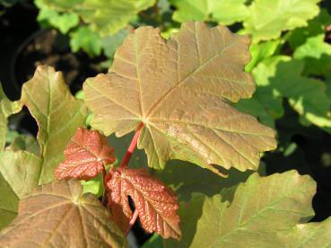 Acer opalus - Schneeball-Ahorn oder Italienischer Ahorn