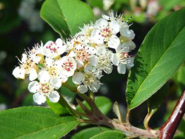 Nahaufnahme der Blüte des Cotoneaster Pendulus