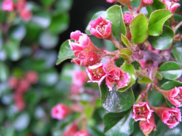 Cotoneaster praecox - Han-Shan-Mispel