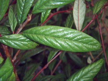 Cotoneaster salicifolius floccosus - Weidenblättrige Hängemispel