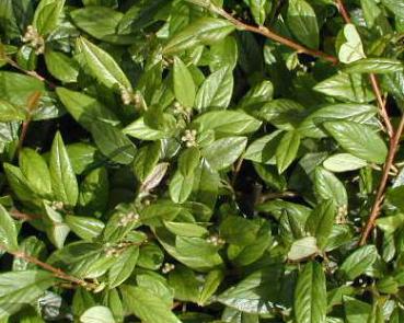 Cotoneaster salicifolius Herbstfeuer