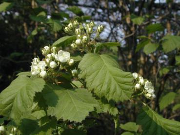 Crataegus coccinea - Skafthagtorn